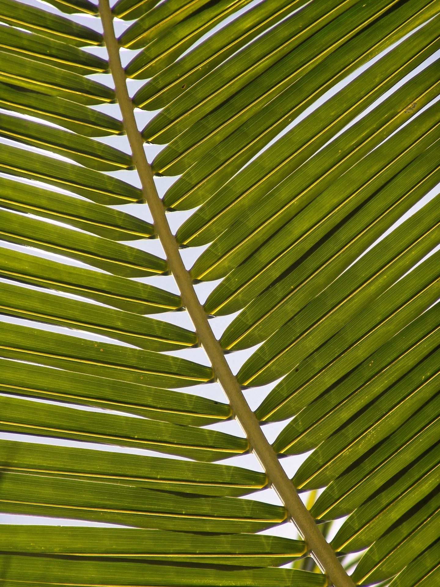 Palmwedel